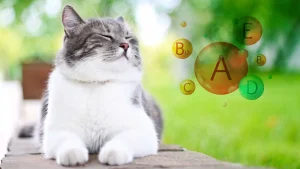 گربه‌ها به چه ویتامین‌هایی نیاز دارند