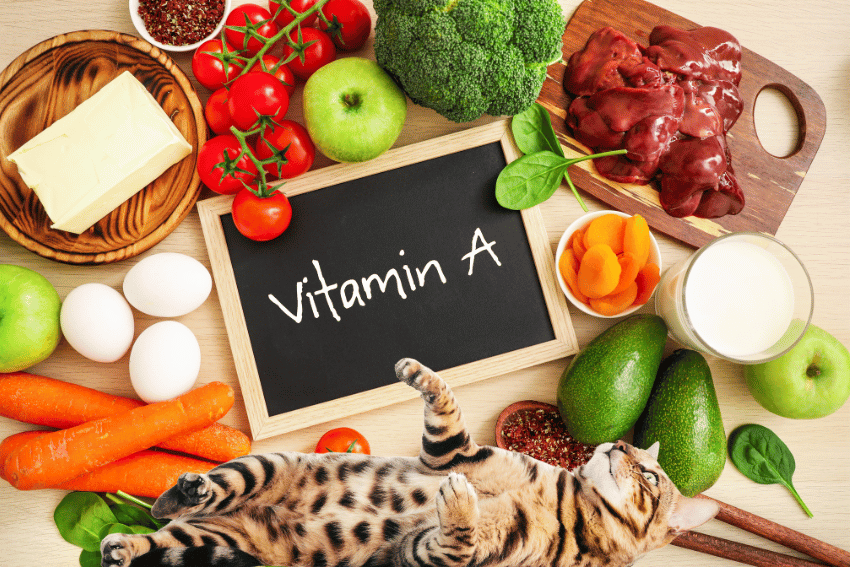 گربه‌ ها به چه ویتامین‌ هایی نیاز دارند