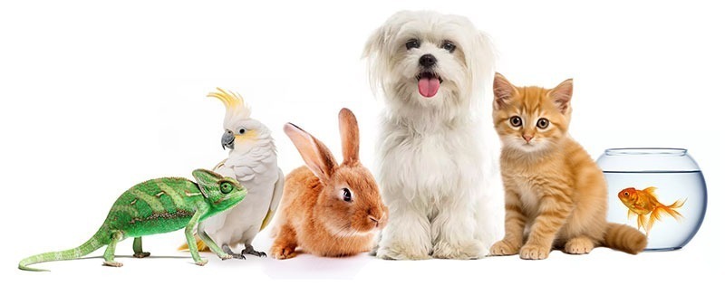 حیوان خانگی من